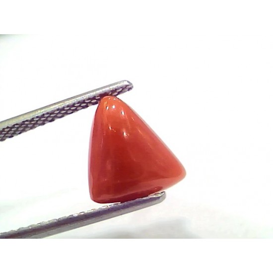 Natural red coral hot sale for sale